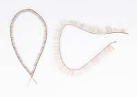 Wimpernstrang Wimpernstrang